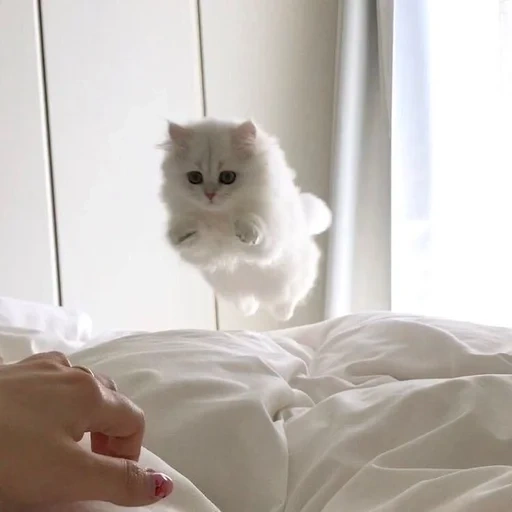 chats mignons, le chaton est blanc, esthétique des chats, le chat blanc est moelleux, esthétique mignonne de chats