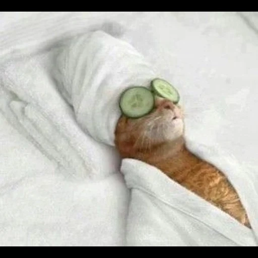 relaxar, spa cat, o gato é engraçado, os gatos são engraçados, o gato com olhos de pepino