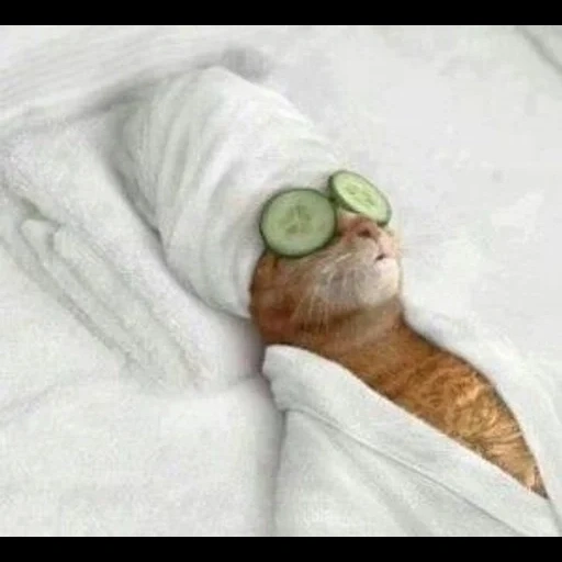 relax, centro de spa de lobo marino, gato gracioso, los gatos son divertidos, gato ojo de pepino