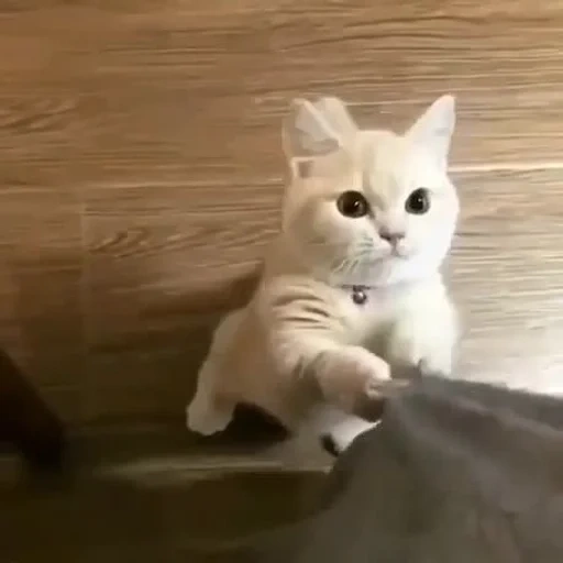 kucing, kucing, kucing, kucing, seekor kucing