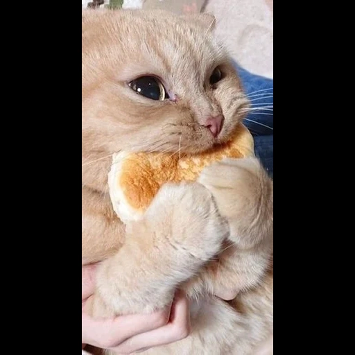 gato, os animais são fofos, gatos de animais, animais engraçados, gatinho com dentes de pão