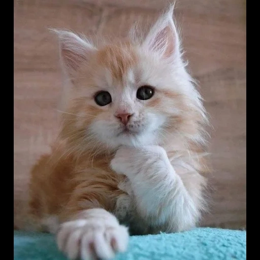 gato, maine coon, gatinhos fofos, gatinhos maine kun, gatinhos encantadores