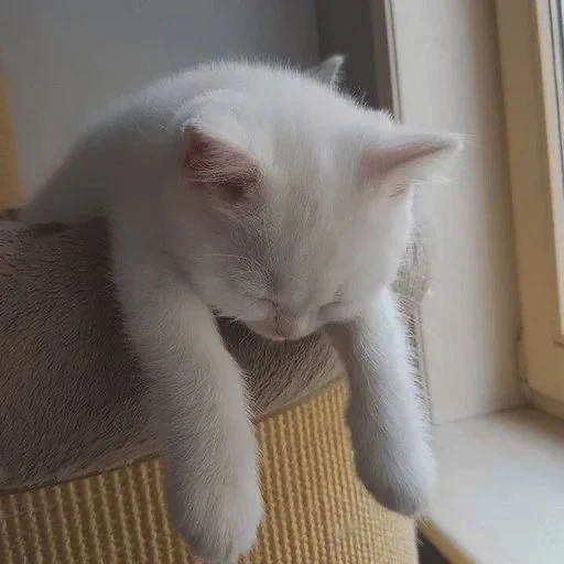 chat, chat blanc, chat fatigué, chat blanc, chat blanc drôle