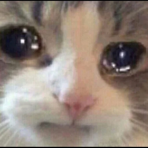 meme cat, mem cat, o gato está triste, gato chorando, meme de um gato triste