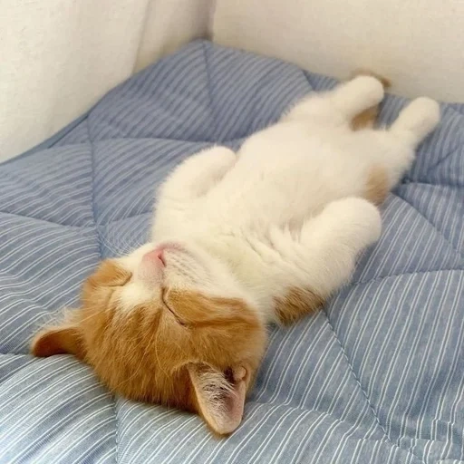 die schlafende katze, katze schläfrig, die schlafende katze, die katze liegt auf dem rücken, lustige schlafende katze