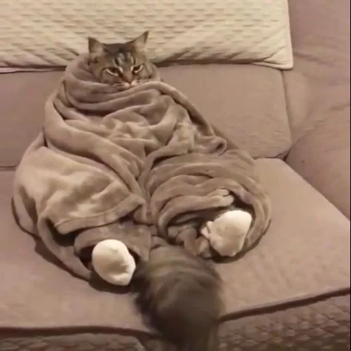 gatto, coperta di gatto, gatto è divertente, i cani di mare sono ridicoli, gatto carino è divertente