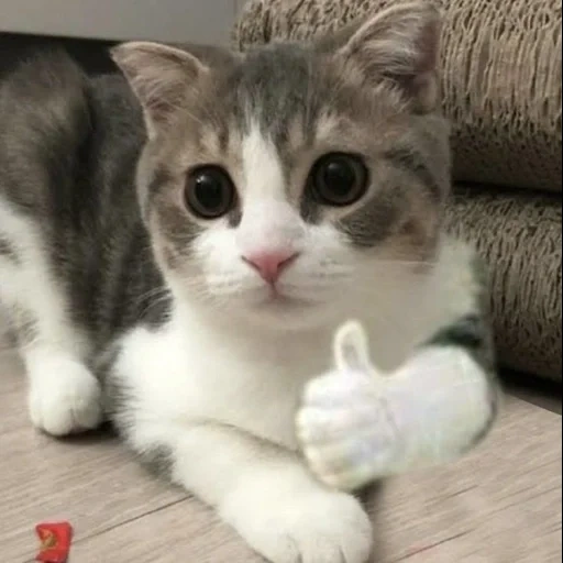 gato, lindo sello, lindo gato es divertido, clase de visualización de gato, focas de foca divertidas