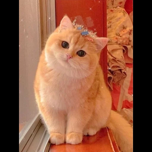 gato, lindo gato, lindo sello, gato peludo, gatito encantador