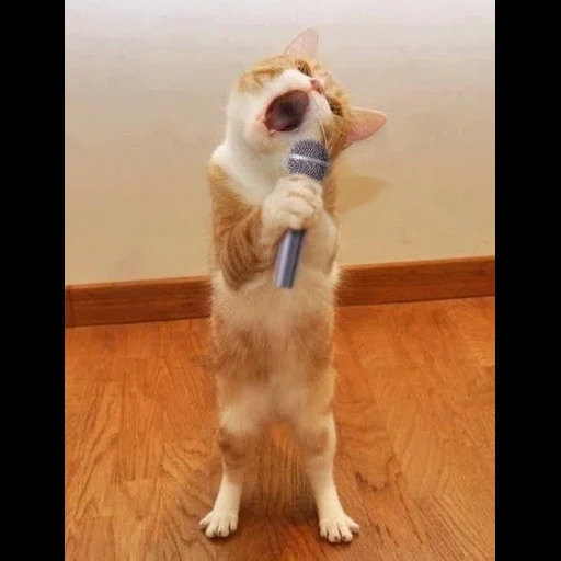 gato, gato gato, o gato canta, o gato é engraçado, gatos fofos engraçados