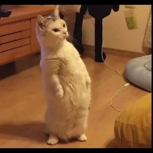 gatto, cane di mare, meme del gatto, gatto è divertente, gatto carino è divertente