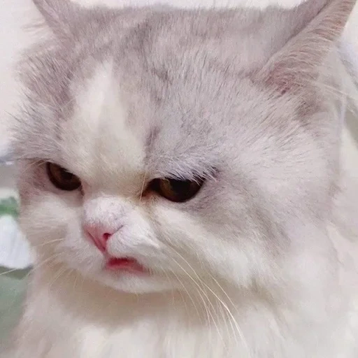 cat, angry cat, the cat is angry, cute cats, cats of cats