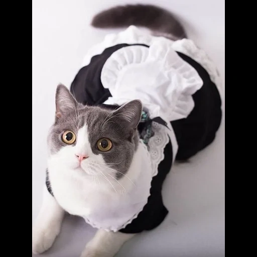 die katze, die katze, die kleidung der katze, smoking cat, the cat maid