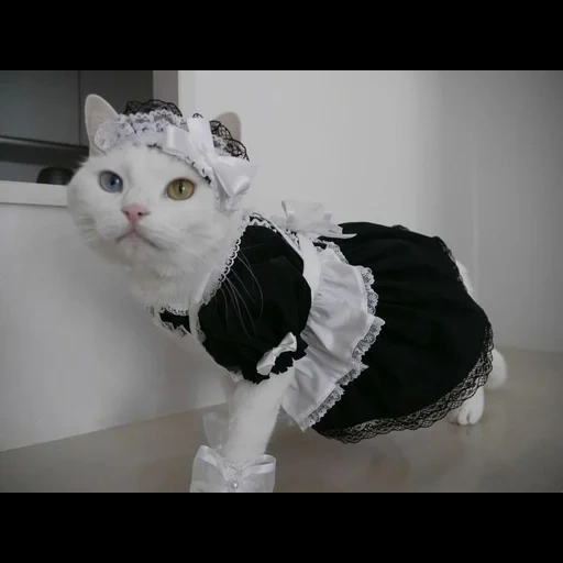 cat, the cats are maid, the cat is maid, the cat is a maid suit, the costume of the maid cat
