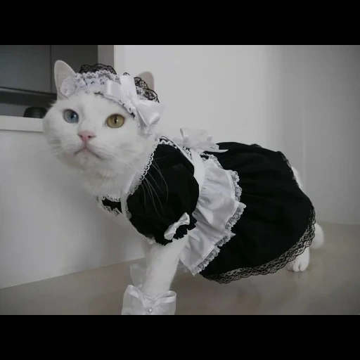 die katze, the cat maid, the cat maid, katze kleid dienstmädchen, katze dienstmädchen verkleiden sich