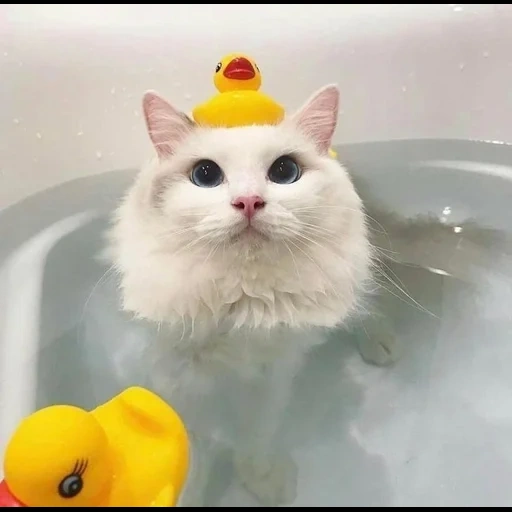 kucing, kucing lucu, kucing adalah kamar mandi, kucing kamar mandi, kucing ke bak mandi dengan bebek