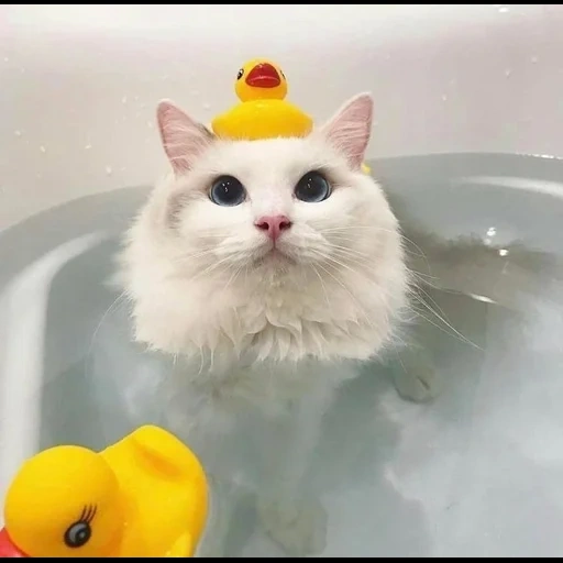 die seehunde, süße katze, die katze im badezimmer, the bath cat, die katze badet die ente