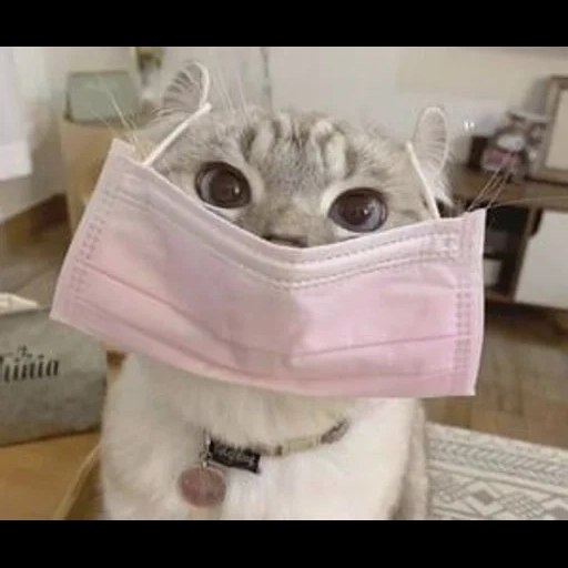 cat, cat, cat mask, cat mask, the cat is a medical mask