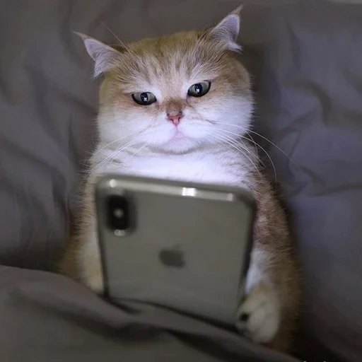 chat, chat, mème de minou, cher cat meme, un téléphone de chat