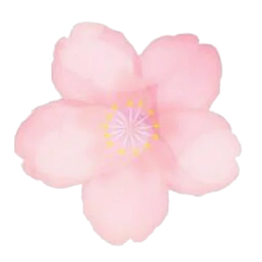 bunga-bunga, bunga-bunga merah muda, bunga-bunga indah, bunga latar belakang putih, kelopak merah muda