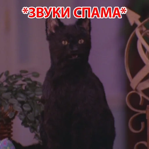 gatto, salim, salem cat, salem il gatto, gatto nero
