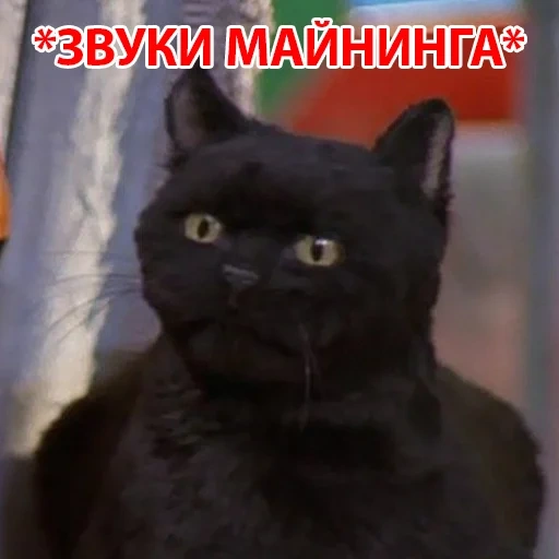 chat salem, chat noir, le chaton est noir, chat noir, chat noir drôle
