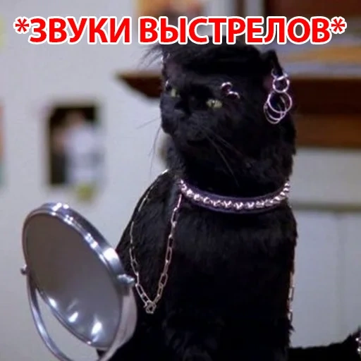 кот, salem, salem cat, салем кот, сабрина маленькая ведьма салем