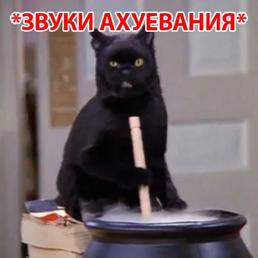 kucing, salem cat, salem kucing, meme cat salem oh ya, salem sabrina penyihir kecil