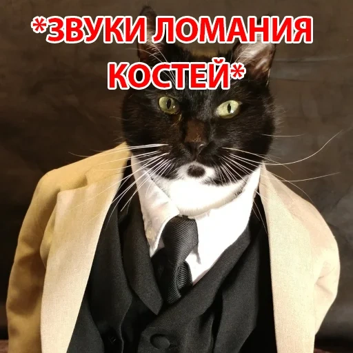 salim, signor cat, giacca da gatto, gatto d'affari, smoking per gatti