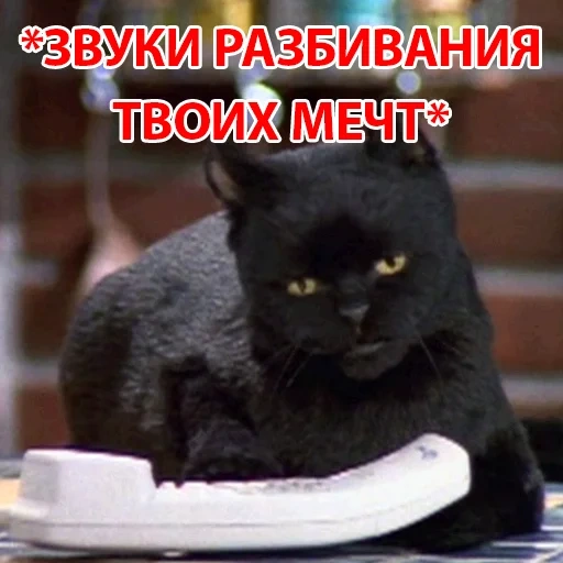 кот, кот селем, кот салем, черный котик, животные коты