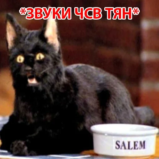 chat, salem, salem cat, chat salem, salem sabrina little witch