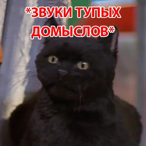 gatto, salem il gatto, gatto nero, gatto nero, gatto nero divertente