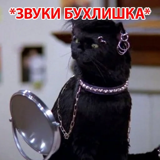 chat, salem cat, chat salem, sabrina little witch salem, sabrina little witch cat salem