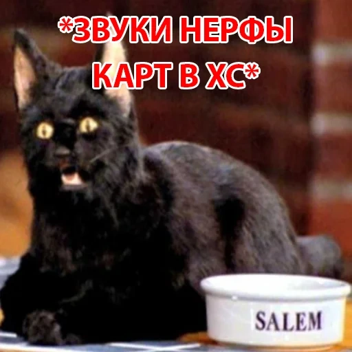 gato, salim, cat salem, sabrina bruxinha salem, salem sabrina little witch