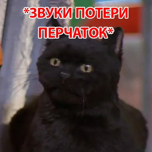 le chat est gris, chat salem, chat noir, chat noir drôle, chat noir ku ku