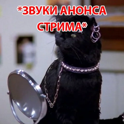кот, салем, salem cat, кот салем, сабрина маленькая ведьма салем