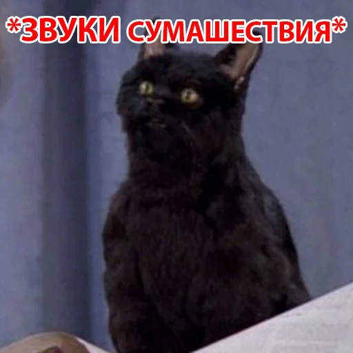 kucing, kucing, salem cat, salem kucing, cat salem series