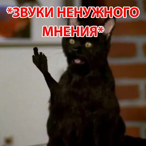 кот, кот сэлем, кот салем, черный кот, укуренный кот салем