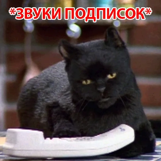 кот, salem cat, кот сэлем, кот селем, кот салем