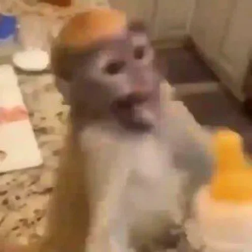un mono, mono en casa, el mono bebió, mono casero, el mono es pequeño