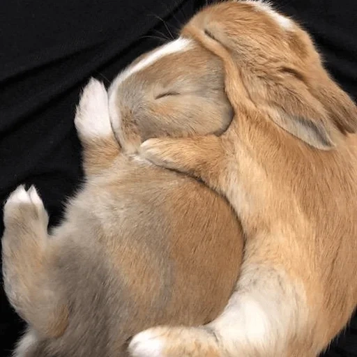 кролик, кролик милый, домашний кролик, зайки обнимаются, кролики обнимаются