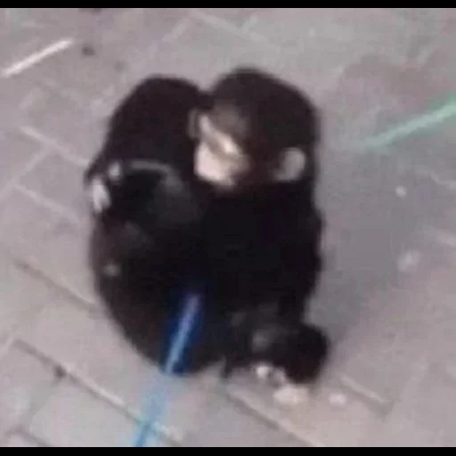 обезьяна флексит, обезьяна обезьяна, обезьяна шимпанзе, домашние обезьянки, спасенная индонезийская обезьянка биби сейчас