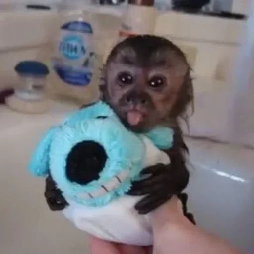 bebe mono, pequeño mono, monkey besting bathing, se lava un pequeño mono, batear a un pequeño mono