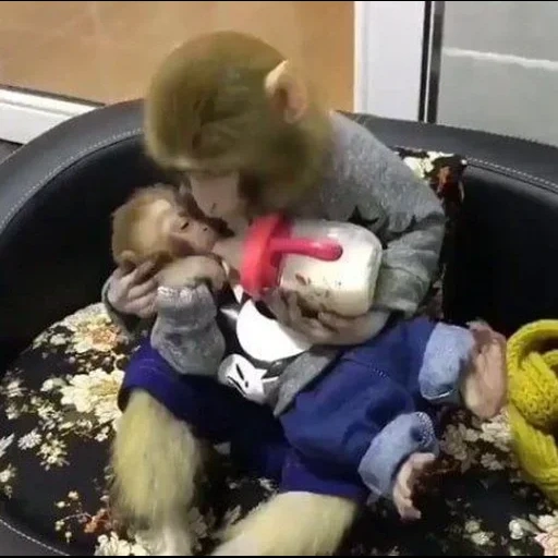 vídeo, camerofone, macaquinho, mãe carinhosa, o macaco se alimenta