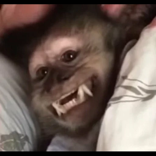 un mono, mono makaku, atormentar un mono, mono casero, monkey killer 1988