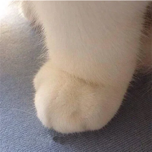 gato, gato, gato, patas de gatos, piernas esponjosas
