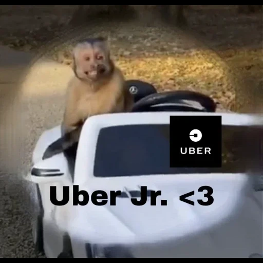 a monkey, in car, monkeys road, monkey car, animals jokes