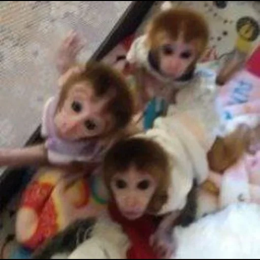 monyet itu lucu, monyet itu lucu, monyet peliharaan, monyet domestik, hewan peliharaan monyet