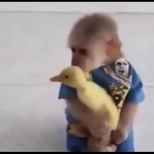 duck, duckling, child, cute animals, funny animals