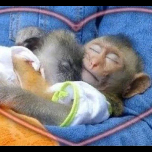 monkey tom, mono dormido, mono somnoliento, mono de la cama, monos huérfanos