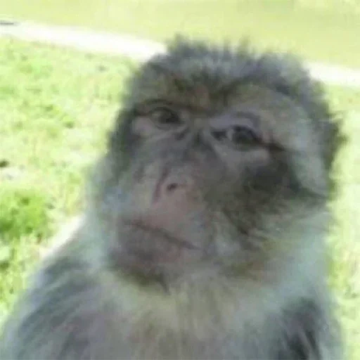 der ara, makaken, the monk monkey, der maimon-affe, affe makaken